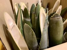 門松づくり教室準備作業:画像
