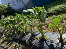 10/15少年教室 芋煮会:画像