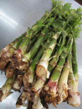 立派なうど!いただきました!:画像