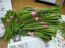5月24日　ワラビをいただきました：画像